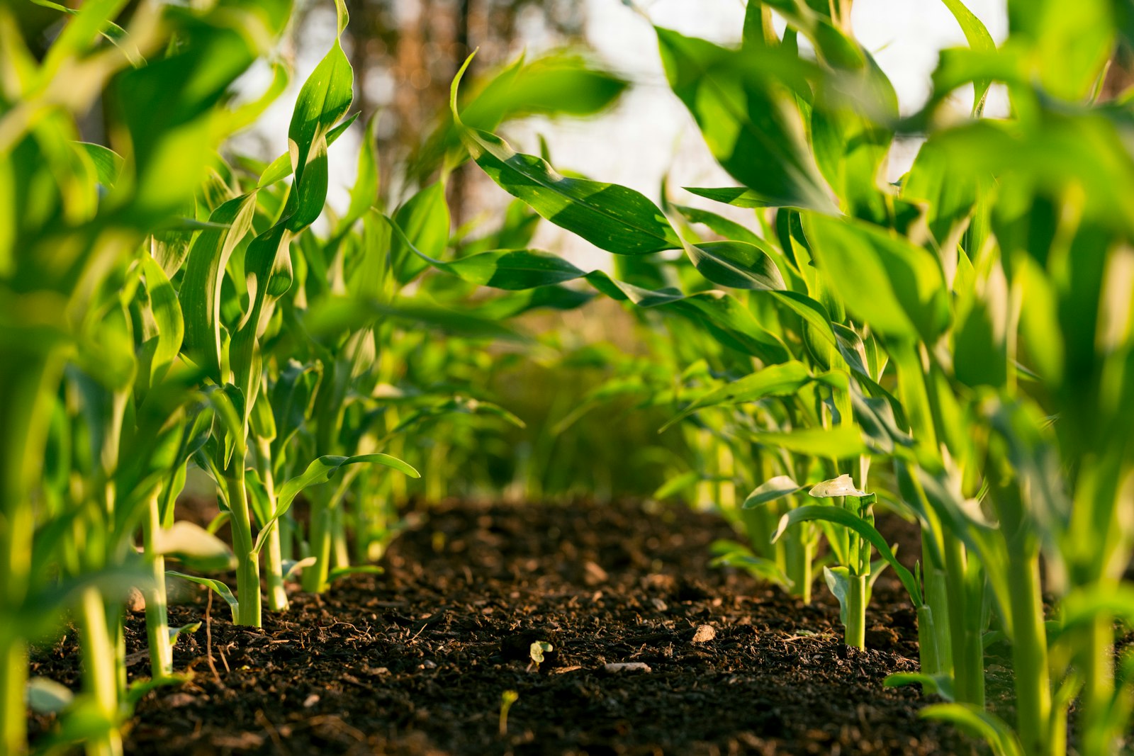 AgroBrasília 2026: tecnologia, inovação e sustentabilidade no coração do Cerrado brasileiro